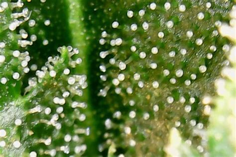 cloudy trichomes vs clear|More.